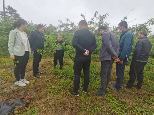 金鑫在江安县姜庙村为群众开展李树春季管理示范教学.png