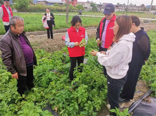 九三学社绵阳市委农业农村专委会赴江油调研马铃薯产业1.png